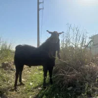 یک راس نربز پاکستانی