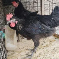 خروس سیاه .مرغ سفید