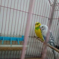 یک جفت مرغ عشق