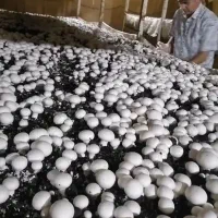 آموزش پرورش قارچ دکمه ای از صفر تا صد