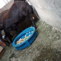 فروش بره ماده