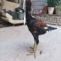 خروس  لاری اصل|حیوانات مزرعه|بناب, |دیوار