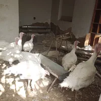 بوقلمون