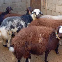 5عدد شیشک سه شیره با بره نر|حیوانات مزرعه|بروجرد, |دیوار