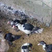 اردک اسراییلی جواان 210