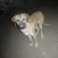 توله سرابی 3ماهه فروشی اصل اصل سرابی