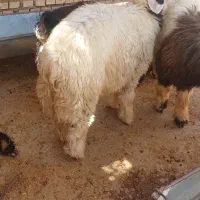 گوشت بره چاق چاق ایلاقی