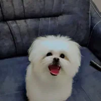 سگ نژاد مالتیز