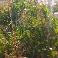 باغ ۷۵۰متری چسبیده به شاهرود|فروش زمین و ملک کلنگی|شاهرود, |دیوار