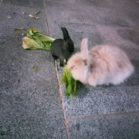 واگذاری رایگان خرگوش|موش و خرگوش|ایذه, |دیوار