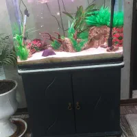 اکواریوم k800 دلسا