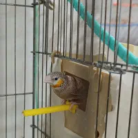 فنچ گلوبریده حنایی روبان نارنجی|پرنده|شیراز, رازی|دیوار