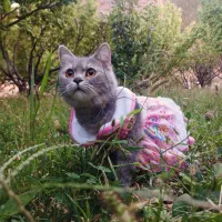 گربه اسکاتیش فولد معمولی