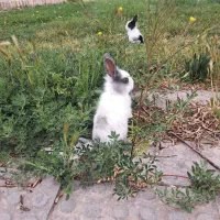 معاوضه خرگوش با عروس هلندی