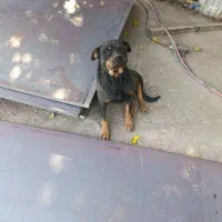 سگ روتوایلر