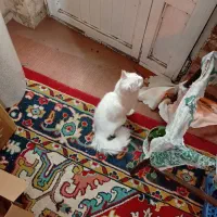 گربه پرشین|گربه|تبریز, |دیوار