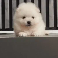 پامرانین خرسی پامر عروسکی اصل با وسایل کامل