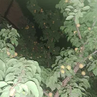 باغ فروشی|فروش خانه و ویلا|مشهد, کارمندان دوم|دیوار