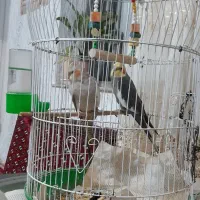 دو عروس هلندی نر و ماده همراه قفس|پرنده|رامسر, |دیوار