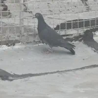 پلاکی|پرنده|شیراز, ماه فیروزان|دیوار