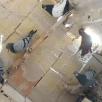 صید پرشی دانه 200