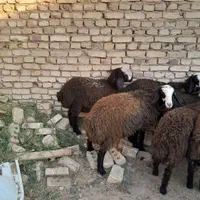 ارسال از شهـر شال میش hfero گوسفند چنـد ژن بره|حیوانات مزرعه|ساری, |دیوار