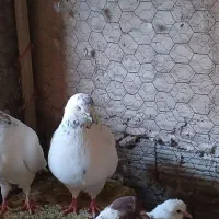 کبوتر کله دم سبز