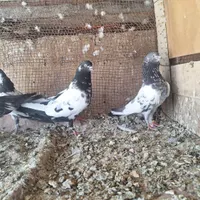 کفتر کله دمبی|پرنده|پیر بکران, |دیوار