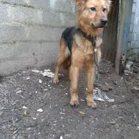 سگ گرگی|سگ|خمام, |دیوار