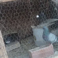 کفتر های پرشی ساعتی|پرنده|بافق, |دیوار