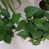 گل و گیاه طببعی