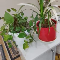 گل طبیعی