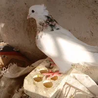 رامشیر|پرنده|رامشیر, |دیوار