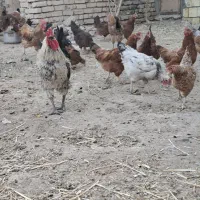 فروش 25 عدد مرغ بومی تخمگذار|حیوانات مزرعه|هرند, |دیوار