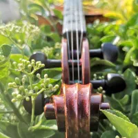 ویالن دست‌ساز برند Stagg|ویولن|نشتارود, |دیوار