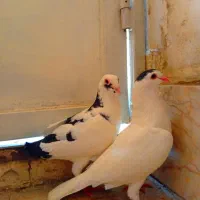 جفت کفتر