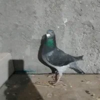 دوبر مسافتی