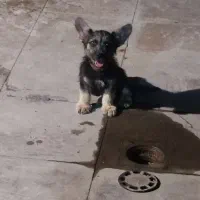 توله سگ ژرمن