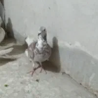 کبوتر آلمان|پرنده|نیشابور, بنیاد شهید|دیوار