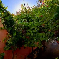 فروش منزلی دوطبقه در قناعت پیشه شمالی (توافقی)