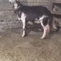 گوسفند بروجردی با بره ماده