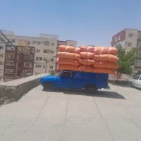 کاه گندم کردستان دیم