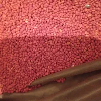 بذریونجه خارجی