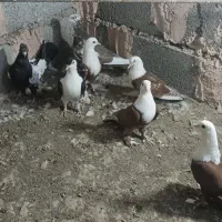 چند تا کفتر جوانه