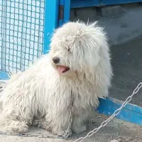 سگ پاکوتاه.