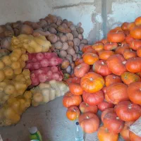 کدوی تنبل وحلوایی وهالوینی