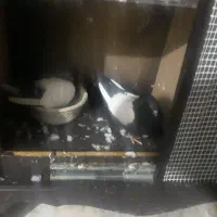 کفتر سینه سیاه|پرنده|قم, پاسدار|دیوار