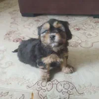 توله شیتزو|سگ|خرمدره, |دیوار