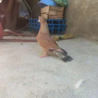 نر تاپ ی تیکه چاپ عطیقه