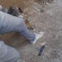 سگ ساکت حرف گوش کن آرام|سگ|بروجرد, |دیوار